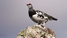 Ptarmigan