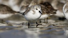 Sanderling