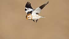 Snow Bunting