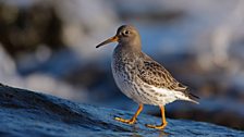 Purple Sandpiper