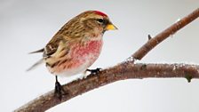 Lesser Redpoll