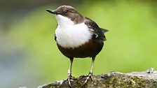 Dipper