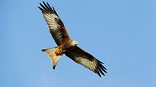 Red Kite