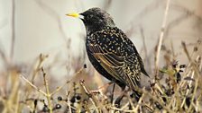 Starling