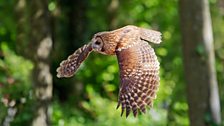 Tawny Owl