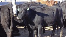 Angus cattle donated to Heifers For South Dakota