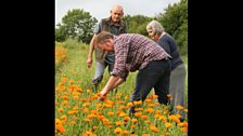 The Great British Garden Revival in pictures