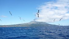 Shearwaters at 'baitball' (when small fish group together as a defence to increase their odds of survival against predators)