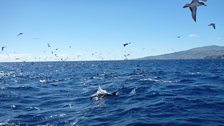 Dolphins at baitball