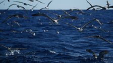 Cory's Shearwaters