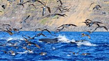 Bryde’s Whale with Common Dolphin and Cory’s Shearwaters