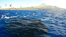 Common Dolphins with Cory’s Shearwater and mackerels