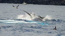 Bryde’s Whale with Common Dolphin and Cory’s Shearwater