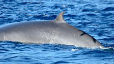 Bryde’s Whale with a shadow of a  Cory’s Shearwater