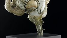 Model of a human brain, sectioned, French, first half 19th century