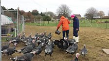 Sim helps out by feeding the turkeys