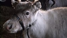 Reindeer close-up.jpg