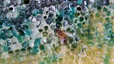 Multi-coloured bee honey comb