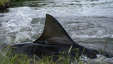 Bull shark in a golf course