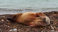 A sleeping walrus on Orkney