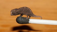 Brookesia micra