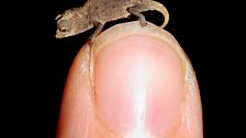 A tiny reptile