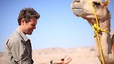 James Cracknell feeding dates to a camel at a temporary Bedouin training camp.