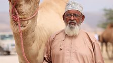 Camel trader and his camel at Salalah camel market, Oman.