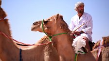 Ben Fogle rides a camel.