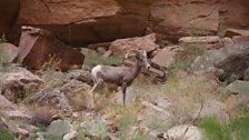 A long horned sheep that are quite a feature in the Canyon