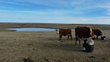 Cows on Lone Tree ranch