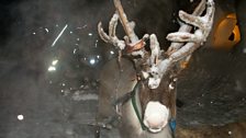 A reindeer and sleigh in Lapland