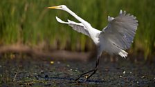 Great White Egret