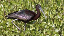 Glossy Ibis