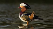 Mandarin Duck