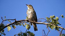 Song Thrush