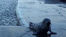 Seal pup spotted at Westward Ho!