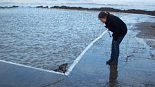 Seal pup spotted at Westward Ho!