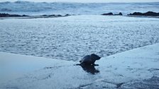 Seal pup spotted at Westward Ho!