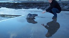 Seal pup spotted at Westward Ho!