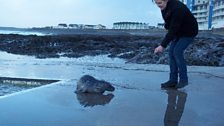 Seal pup spotted at Westward Ho!