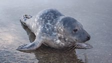 Seal pup spotted at Westward Ho!