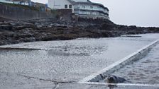 Seal pup spotted at Westward Ho!