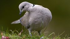 Collared Dove