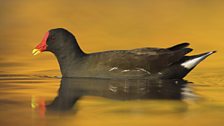 Moorhen