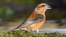 Crossbill