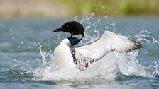 Great Northern Diver