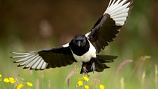 Magpie