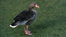 Greylag Goose