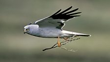 Hen Harrier